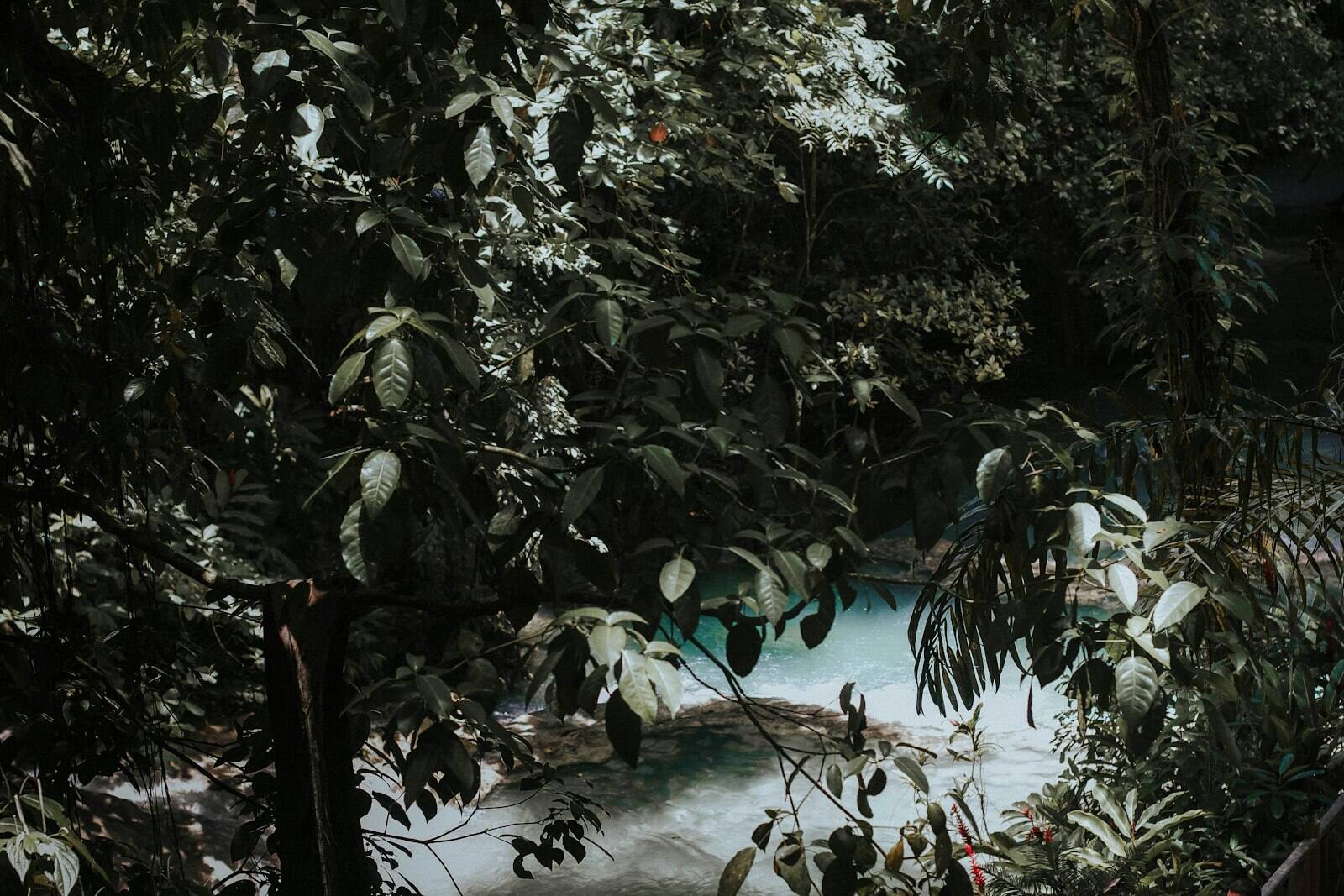Turquoise river pool seen through dense green forest at Dunn's River Falls near Ocho Rios, Jamaica
