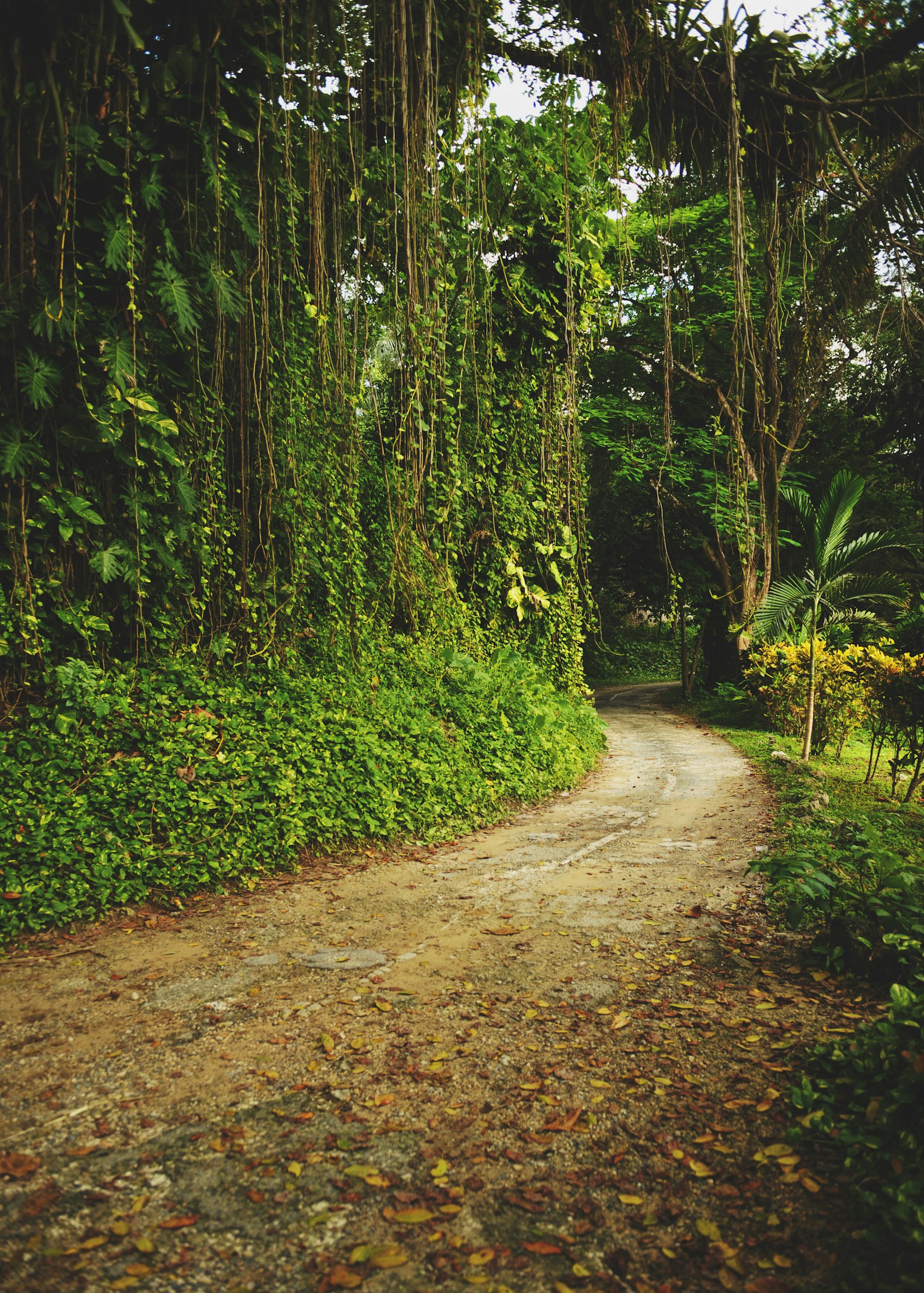 Winding country road lined with hanging vines, ferns and a small palm in Jamaica
